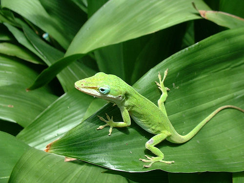 anole