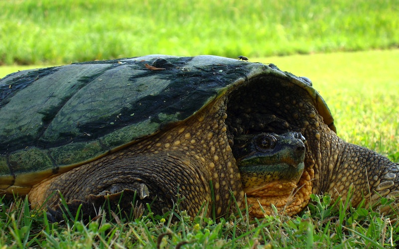 snapping-turtle-333892.jpg