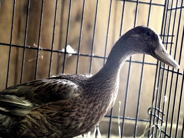 012114duck1.jpg