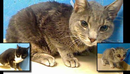 15N_SHELTER_IPAD--525x300.jpg