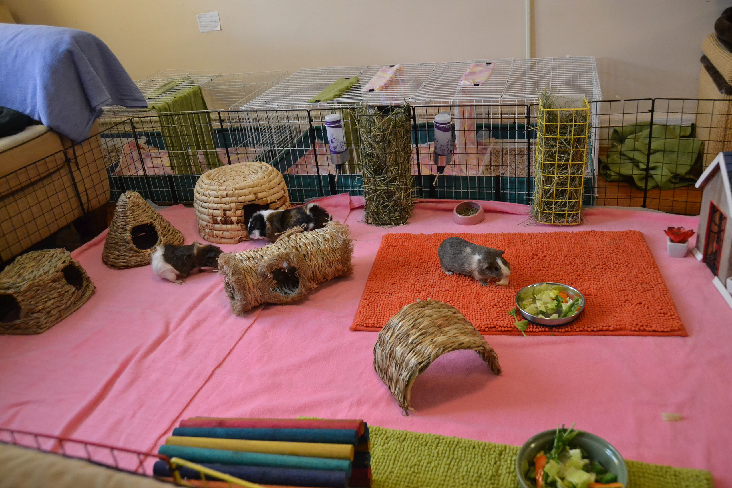 divided guinea pig cage